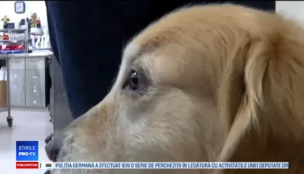 Un om de afaceri a plătit 6 milioane de $ pentru ca animalul său să apară la Super Bowl