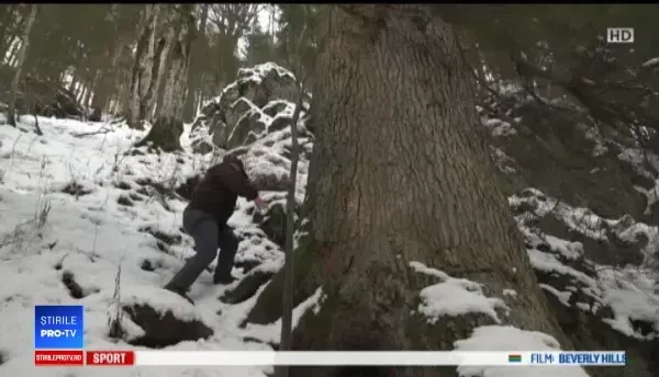 Brad vechi de 500 de ani, candidatul României pentru titlul de „Copacul European al Anului"