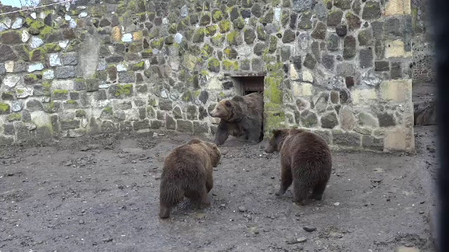 Ursul ce prevesteşte cum va fi iarna în România. Tradiţia seamănă cu cea a marmotei din SUA