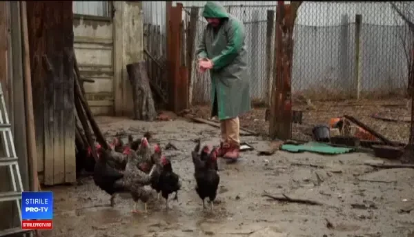 Cum sunt împiedicați țăranii să vândă păsări crescute natural în propriile curți