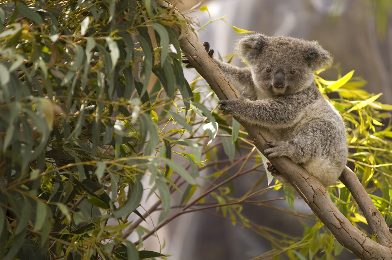 Anchetă în Australia, după ce zeci de koala au fost ucişi. "S-a trecut cu buldozerul peste ei"