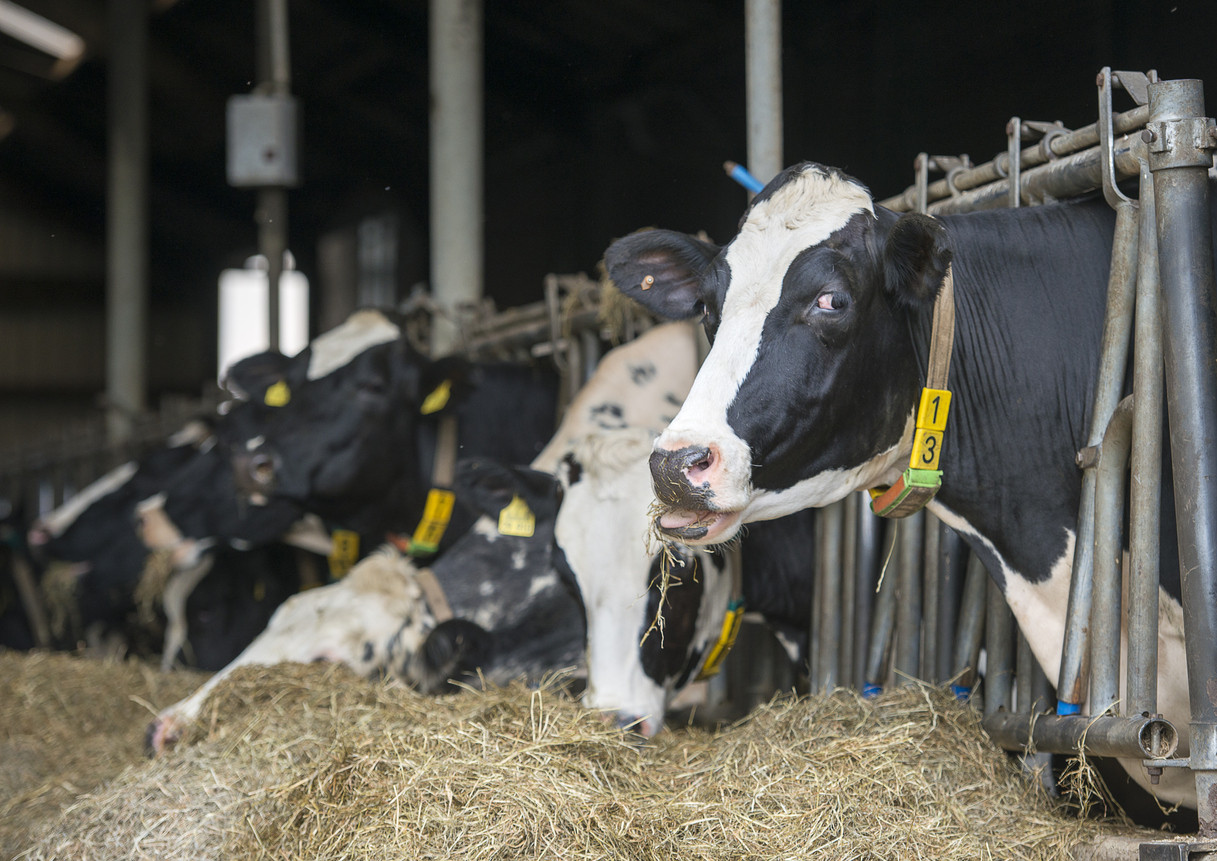 Caz de „boala vacii nebune” raportat în Elveția. Ultimul fusese descoperit în 2012