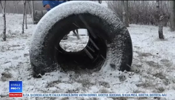 Povestea celor doi câini care și-au dedicat viața Jandarmeriei Botoșani