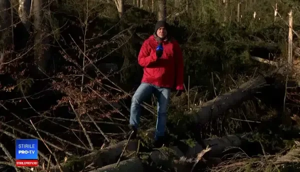 Imagini cu pădurea de lângă Cheia, pusă la pământ de vânt. „Locul unui dezastru natural”