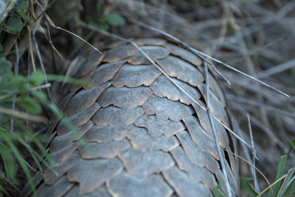 pangolin