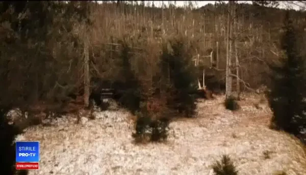 Ce spun specialiștii despre ciclonul care a distrus 80 de ha de pădure în Prahova