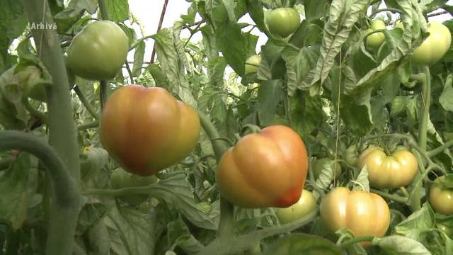 Ce este „coronavirusul roșiilor”, noul pericol din agricultură. „Nu se tratează cu nimic”