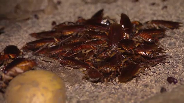 La două grădini zoologice din Texas, vizitatorii pot boteza gândacii cu numele foștilor parteneri de viață