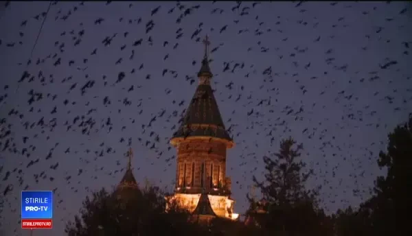 Ciorile, coşmarul viitoarei Capitalei Culturale. Sunt prea inteligente pentru soluţiile găsite de Primărie