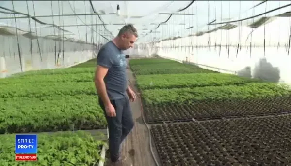 De ce riscă programul "Tomata" să încurajeze producţia de roşii de calitate proastă