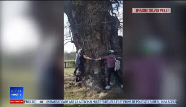 Un stejar secular a pus pe harta turistică a țării un sat uitat de lume