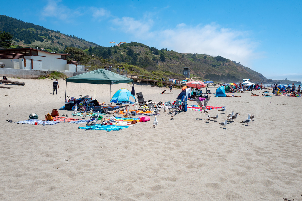 Descoperire înfiorătoare. Creatură, găsită pe plajă de un grup de turiști