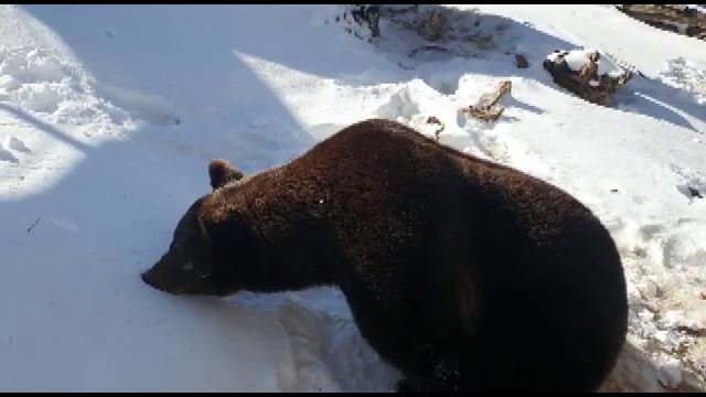 Povestea ursului Baloo, mascota stațiunii Straja. Cum și-a sărbătorit ziua