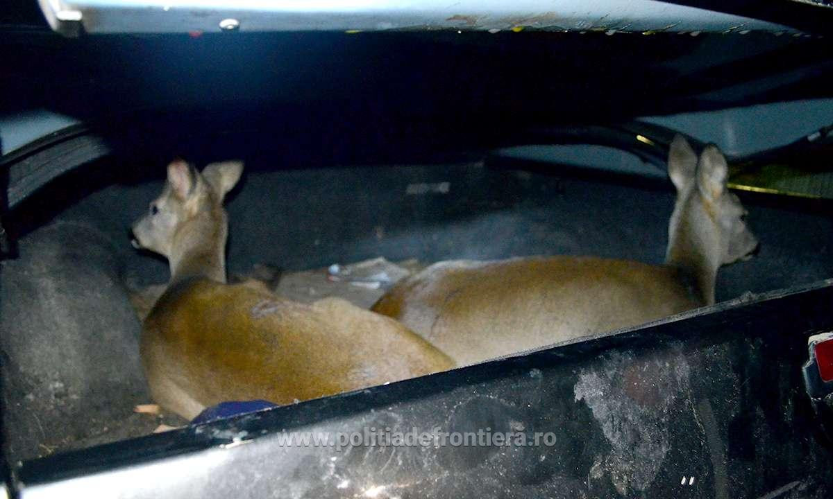 Motivul pentru care un bărbat din Iaşi mergea cu 2 căprioare vii în portbagaj