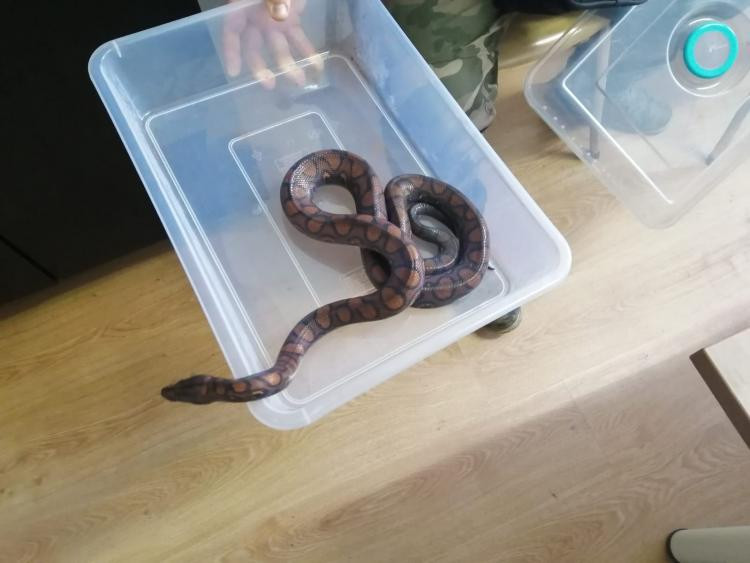 Un bărbat din Cluj a furat mai multe reptile dintr-un vivariu. Care este prejudiciul