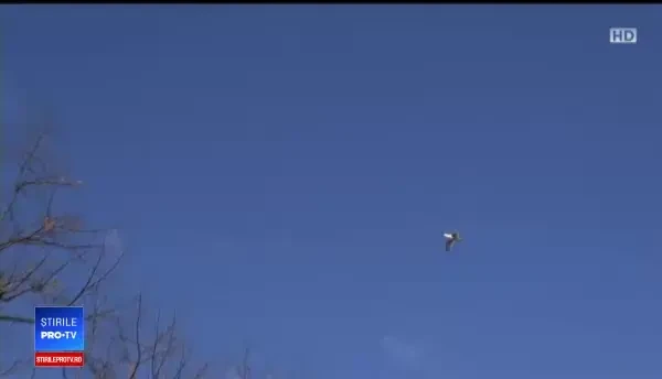 Pescărușii au invadat centrele urbane din țară: „Parcă sunt la mare”