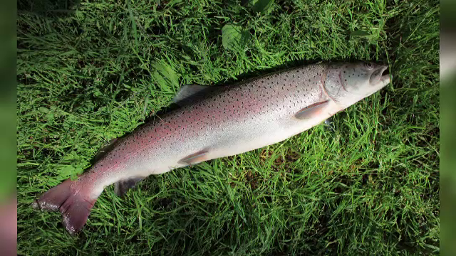 Activiștii contestă construcția hidrocentralei de pe râul Răstolița, din Mureș