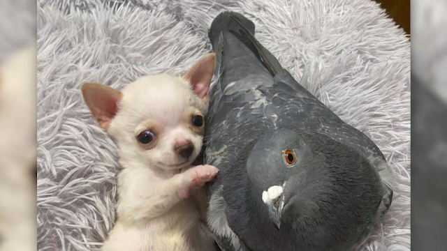 Prietenie neașteptată între două animale. Imaginile au devenit virale