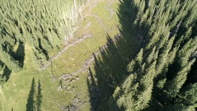 Românii, chemați să doboare un record. Unde vor fi plantați zeci de milioane de copaci