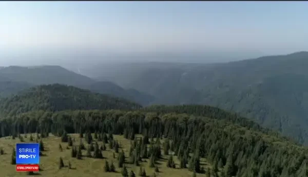 Românii, chemați să doboare un record. Unde vor fi plantați zeci de milioane de copaci