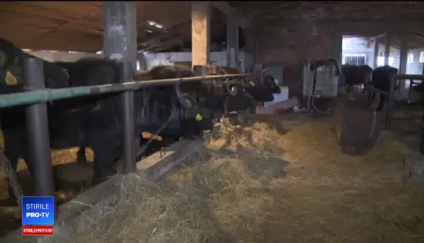 România rămâne fără bivolițe. Fermierii au explicat cum au ajuns să renunțe la ele