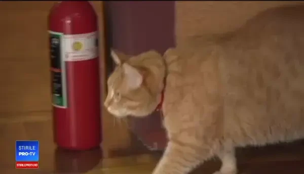 Muzeul Brukenthal are doi angajați cu blană, care ajută departamentul de marketing