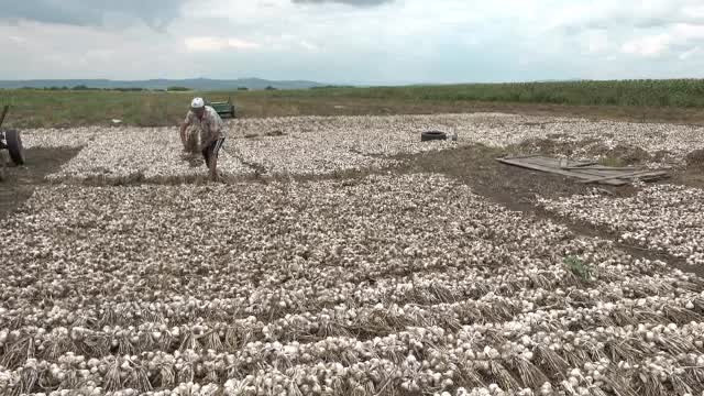 Ajutor de 3.000 € pentru fermierii care cultivă usturoi. Noua cerință din acest an