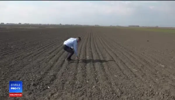 Ajutor de 3.000 € pentru fermierii care cultivă usturoi. Noua cerință din acest an