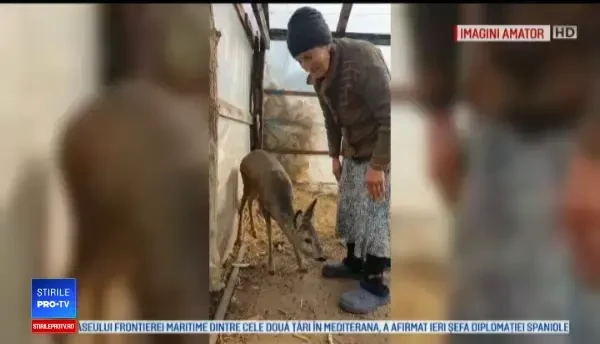 Relația neobișnuită între o femeie din Galați și o căprioară. „Am să plâng după ea"