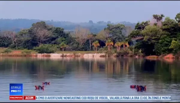 Hipopotamii lui Pablo Escobar s-au înmulțit necontrolat și îi terorizează pe localnici. „Sunt înfricoşători”