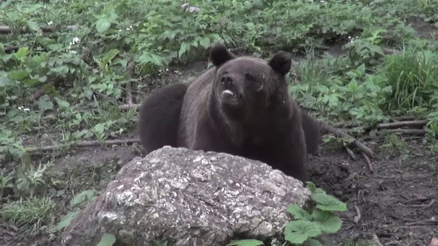 Urșii au ieșit din hibernare și au dat iama prin ferme, în județul Mureș