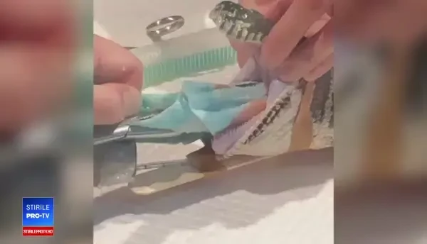 Ce au scos veterinarii din burta unui piton pofticios. Medicii au fost uimiți