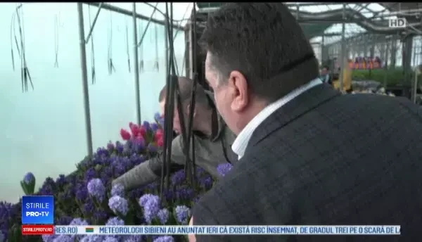 Cu cât sunt mai ieftine florile românești decât cele din import