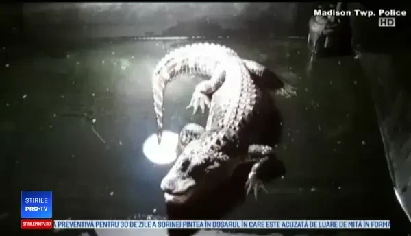 Motivul pentru un aligator a fost ținut în beci timp de 25 de ani