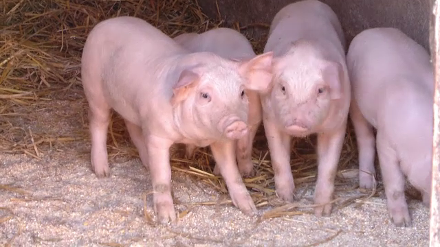 Vești proaste pentru români. Ce s-ar putea întâmpla cu carnea de porc din cauza pestei porcine