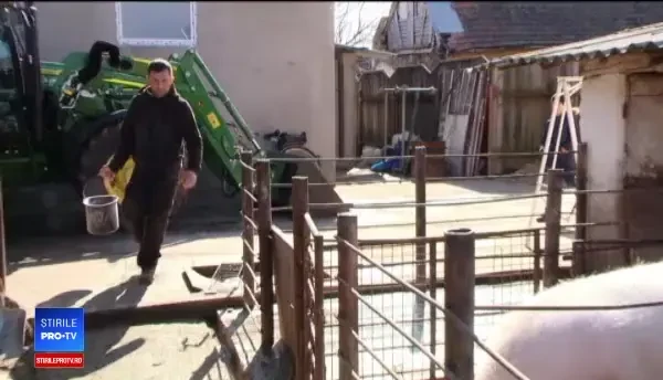 Vești proaste pentru români. Ce s-ar putea întâmpla cu carnea de porc din cauza pestei porcine