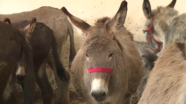 Măgarii dispar din gospodăriile românilor. Ce fac, însă, unii întreprinzători