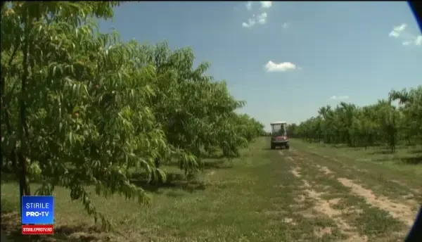 România are cu 70% mai puține livezi decât în 1990. Ce spun fermierii
