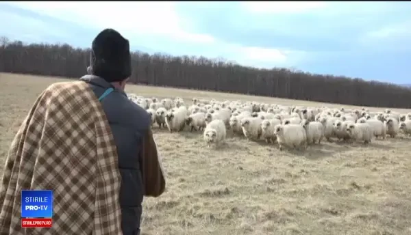 Măgarii dispar din gospodăriile românilor. Ce fac, însă, unii întreprinzători