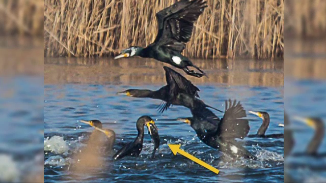 Cormoranii distrug producția de pește, în România. Consumă 20.000 de tone pe an