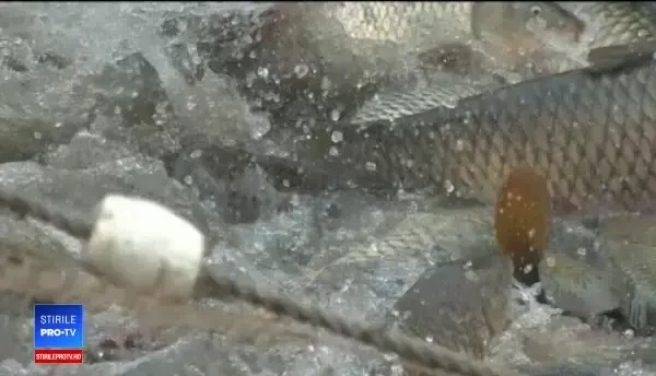 Cormoranii distrug producția de pește, în România. Consumă 20.000 de tone pe an