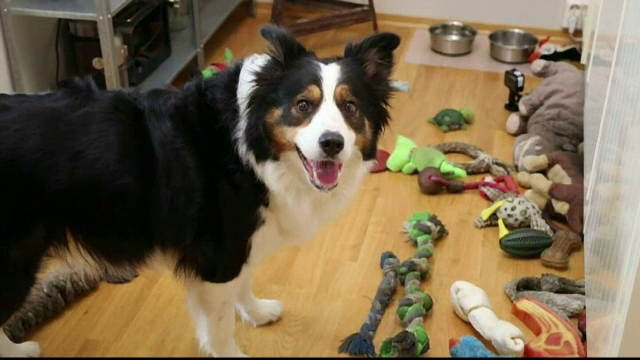 Câinele care i-a uimit pe cercetători. Ce este capabil să facă