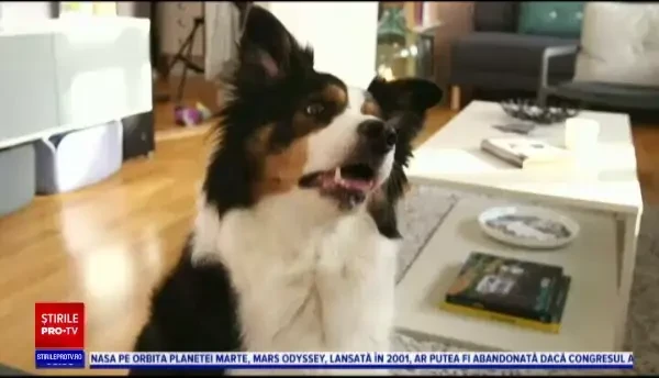 Câinele care i-a uimit pe cercetători. Ce este capabil să facă