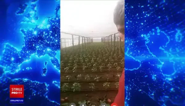 Legumicultorii români, grav afectați de criza sanitară. Ce măsuri a luat Guvernul