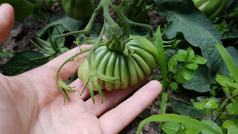 Soluțiile producătorilor români de legume și carne pe timpul stării de urgență