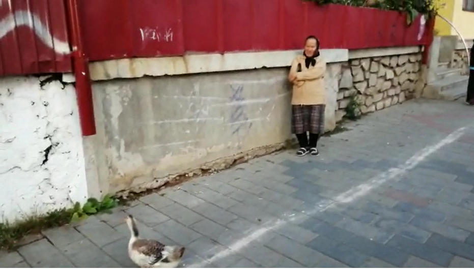 O bătrână din Botoșani a ieșit cu o rață la plimbare prin oraș. Cum a scăpat de amendă