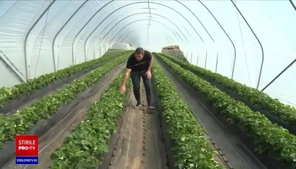 Experții avertizează cu privire la o criză alimentară. România ar putea fi însă favorizată