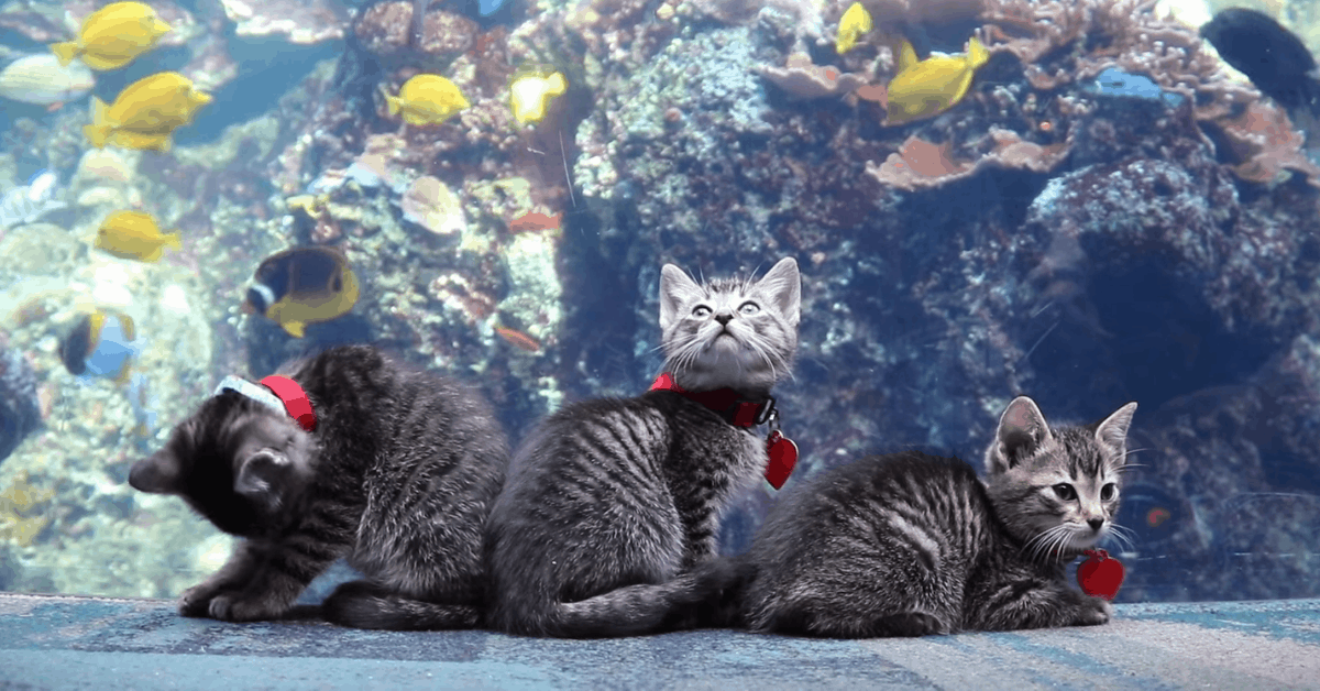De ce au fost aduse 5 pisici la un acvariu din SUA. Reacţia lor când văd peştii