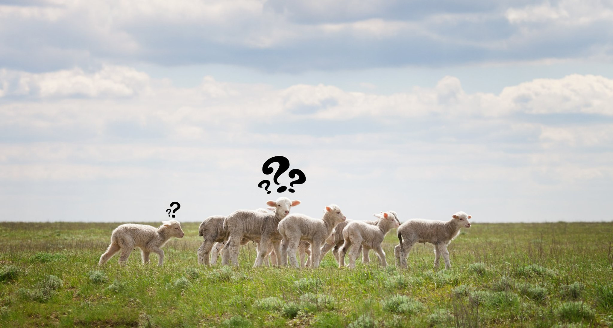 Oamenii întreabă dacă pot ieși să cumpere miel de Paște. Care e răspunsul oficial al Poliției Române