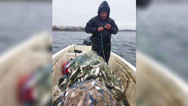 Industria peştelui din România riscă să nu-şi mai revină după pandemie. Internetul ar putea fi salvarea